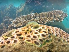 -东姑阿都拉曼海洋公园