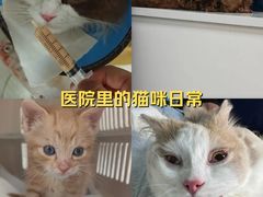 -康成宠物医院24H·CT·核磁共振