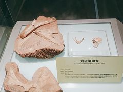 -河南自然博物馆
