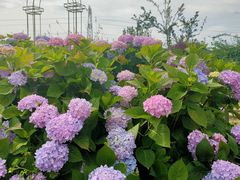 -紫颐香薰山谷景区
