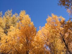 -金塔沙漠胡杨林景区