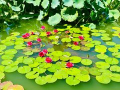 -国家植物园南园