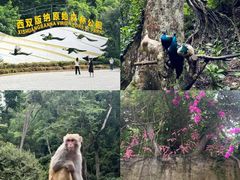 -西双版纳原始森林公园