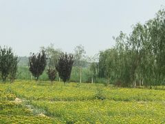 -西青郊野公园