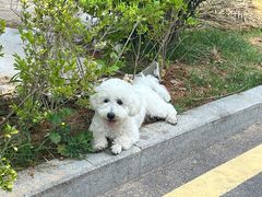 -趣玩宠物乐园寄养训犬训狗游泳池