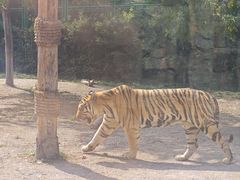 -上海野生动物园老虎餐厅