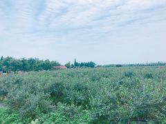 -金谷域澳洲庄园