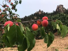 -小仙居·农家宴烤羊· 农庄