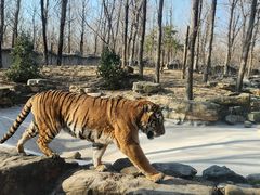 -北京野生动物园