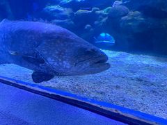 -太平洋海底世界