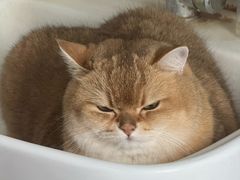 -爱洗澡的猫(望京店)