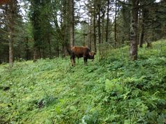 -硗碛藏寨·神木垒景区