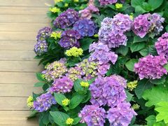 -深圳市中科院仙湖植物园