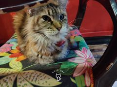 -猫色咖啡·猫咖