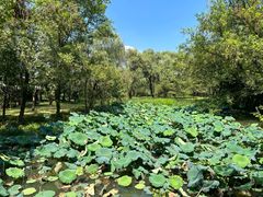 -西溪国家湿地公园