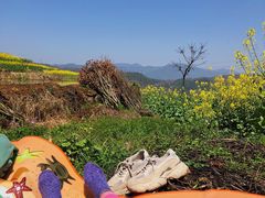 -桑洲油菜花景区