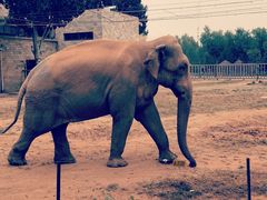 -辛玛王国游乐园