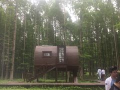 -黄海国家森林公园