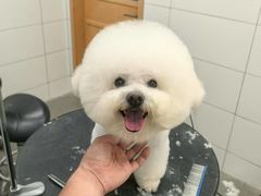 -帕帕拉兹宠物(亚洲旗舰店)