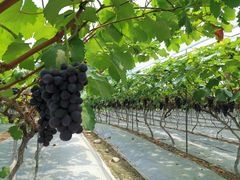 -金谷域澳洲庄园