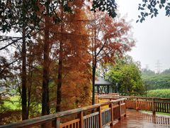 -广东花都湖国家湿地公园