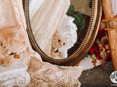 -超宠爱宠物摄影-Super pet