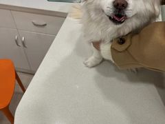 -佳雯宠物医院(四明中路分院)