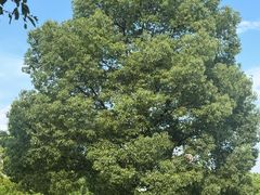 -荣荣面馆(丹溪大道店)