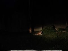 -清迈夜间动物园