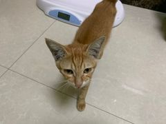 -瑞鹏宠物医院·夜间急症·心超·猫科(祖庙分店)