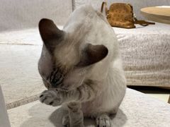 -藏猫猫咖啡主题馆(中央大道店)