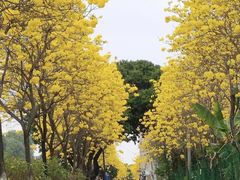 -长洲岛
