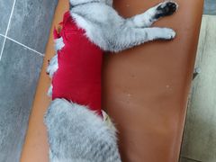 -美联众合宠物医院·爱萌分院·内外科·猫科中心