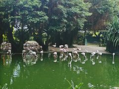 -九龙公园