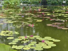 -莲花池公园