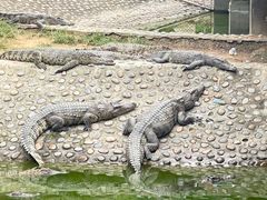 -石家庄市动物园