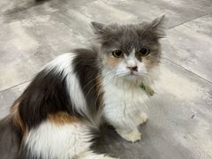 -楼上猫咖(罗湖店)