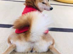-逗柴咖啡屋·狗咖猫咖宠物桌游