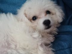 -翊宠yipet猫狗购宠庄园犬舍•猫舍