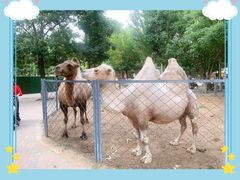 -长白岛森林公园