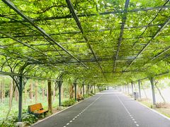 -东平国家森林公园