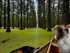 -渌洋湖湿地公园