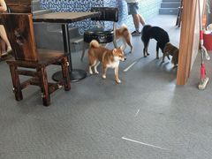 -柴源莊·柴小宠柴犬咖啡