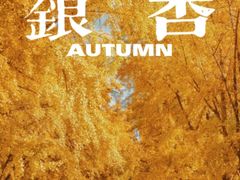 -三里屯东五街银杏大道