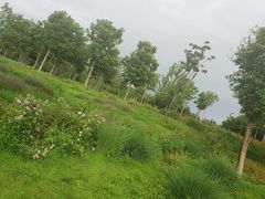 -马家湾湿地公园