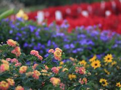 -深圳国际园林花卉博览园