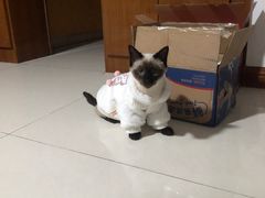 -圣宠动物医院·犬猫专科·影像中心·外科中心