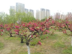 -白塘生态植物园