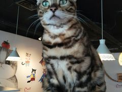 -Cappucimeow猫咪咖啡馆(韦伯时代店)