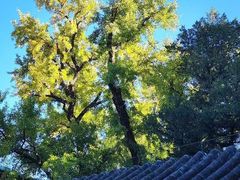 -大觉寺-停车场